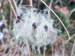 Winter Wolle